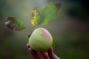 Adam's apple in a woman's hand. Close-up of an apple with a stalk in hand, close-up. Harvest apples on a sunny autumn day.
