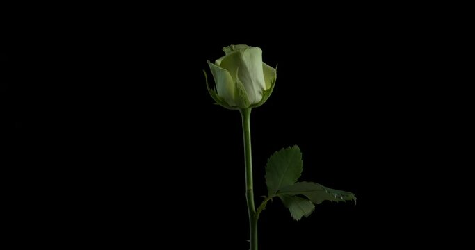 Calm white rose. A nice fresh rose in the black background.