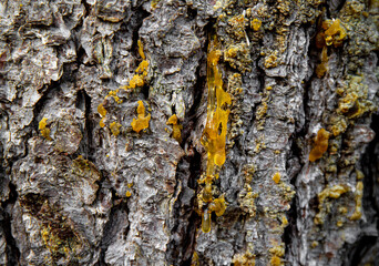 Yellow spruce tree Picea abies resin outdoors in winter. Used for alternative medicine.