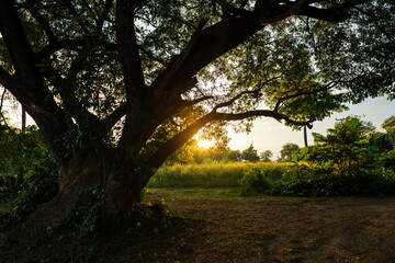 Obraz premium Sunset against big old trees near green meadow