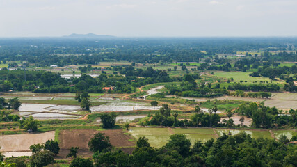Fototapeta na wymiar Top view of rice farm in Uthai Thani, Thailand