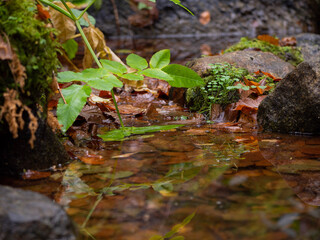 Moss on the rocks