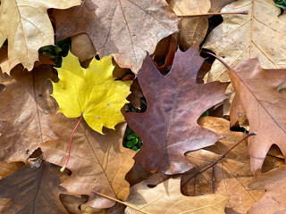 hojas secas caidas sobre la hierba otoño IMG_4811-as21