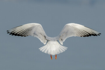 Yellow-legged gull - Larus michahellis