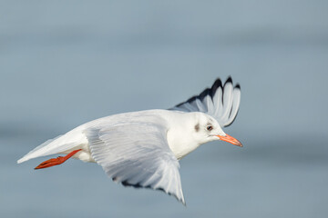 Black-headed gull - Chroicocephalus ridibundus