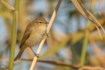 The common chiffchaff - Phylloscopus collybita