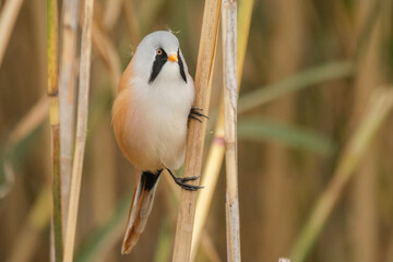 Bearded reedling - Panurus biarmicus