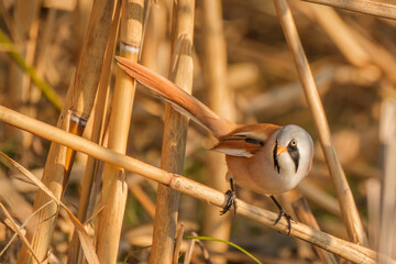 Bearded reedling - Panurus biarmicus