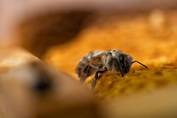 Geschlüpfte Biene auf Honigwaben