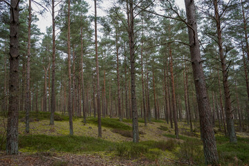 Lush green undergrowth in a pine forest