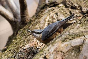 Eurasian Nuthatch, Barrel, Sitta europaea, a bird sings on a branch in the forest, a bird, a loud singing, birds singing in the forest.