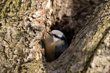 Obraz premium Eurasian Nuthatch, Barrel, Sitta europaea, a bird sings on a branch in the forest, a bird, a loud singing, birds singing in the forest.