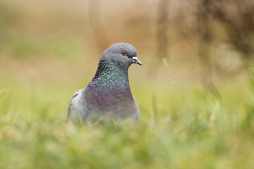 pigeon on the grass