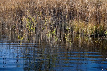 November on the lake. Coastal reeds and reflection in the water. Waves.
