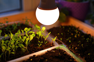 Growing seedlings of annual herb lettuce, cornflower flower in transparent, orange plastic...