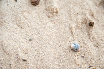 Fototapeta na wymiar Snail shell close-up on textured natural sand...