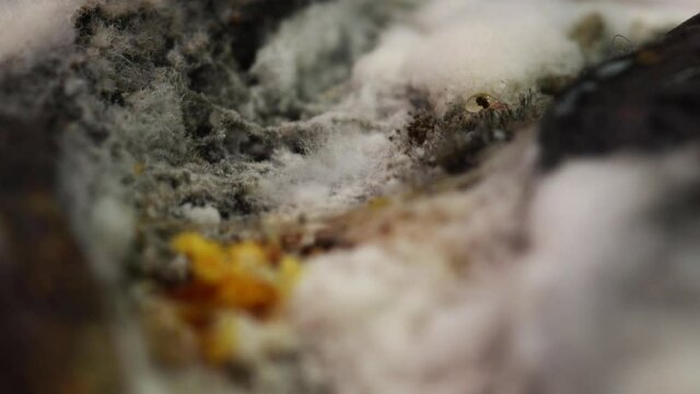 Tiny mite crawling through mold on a spoiled tomato. Extreme macro, static shot.