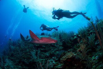 scuba diver and shark