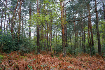 Tall trees with brown bracken