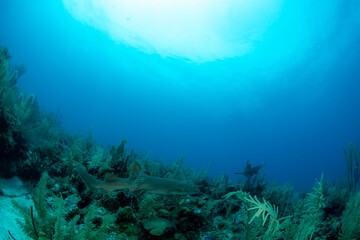 Naklejka na ściany i meble underwater scene with coral reef