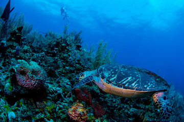 Turtle feeding on sponges