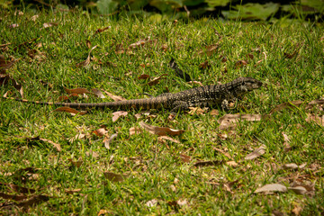 Overo lizard on grass in Rocha, Uruguay.
