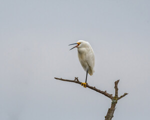 Ardea alba
