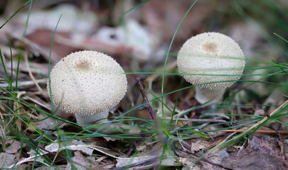 Eine Makroaufnahme eines Pilz im Wald. Essbar, giftig oder nicht genießbar?
