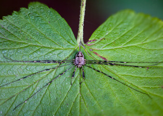 Nahaufnahme einer Phalangiidae Euponoi Opiliones Dicranochirus Caudatus. Sie gehört zu den Weberknechten, Spinnentieren, Havestman.