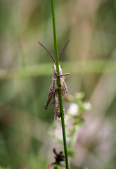Ein Grashüpfer sitzt im Gras auf einer Wiese.
