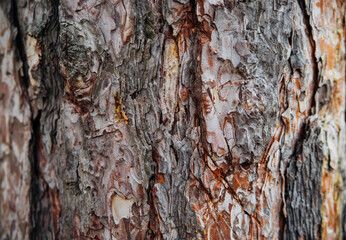 The texture of the tree bark. Tree in the park close-up. Relief texture and background.