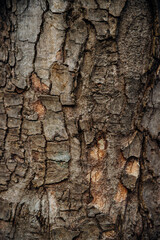 The texture of the tree bark. Tree in the park close-up. Relief texture and background.