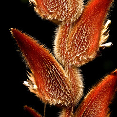 Heliconia vellerigera