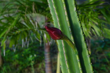 ゲッカビジンの蕾