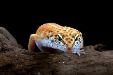 leopard gecko on a log