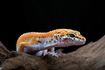 leopard gecko on a log