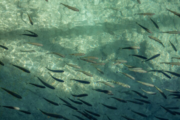 Plitvice Lakes National Park in Croatia