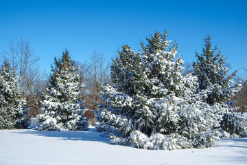 Snow covered pine trees after a major snowstorm strikes the Northeast region of the United States