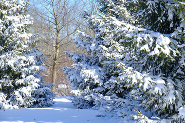 Snow covered pine trees after a major snowstorm strikes the Northeast region of the United States