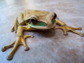 Tropischer Baumfrosch