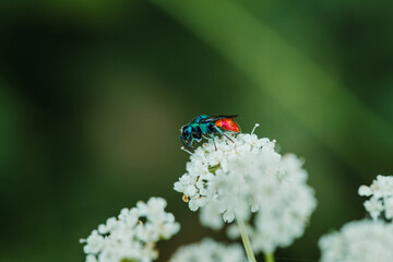 red and blue fly on flower