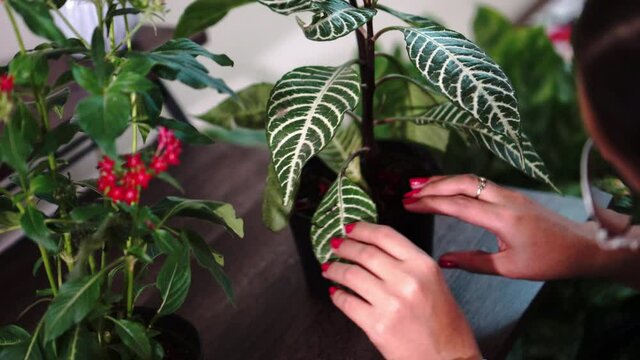 Woman's hands fixing plant inside her home