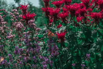 Naklejka premium A butterfly sitting on a bush of flowers