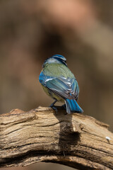 Blue tit, Cyanistes caeruleus, a bird in its natural environment, very nice yellow-blue colors. A very popular forest and city bird