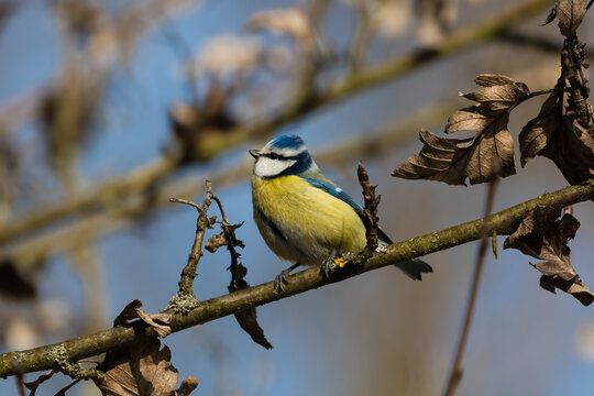 Blue tit, Cyanistes caeruleus, a bird in its natural environment, very nice yellow-blue colors. A very popular forest and city bird