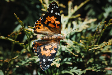 butterfly, Vanessa cardui