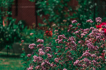 A butterfly sitting on a bush of flowers