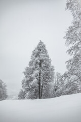 snow covered trees