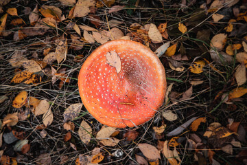 fly mushroom in forest