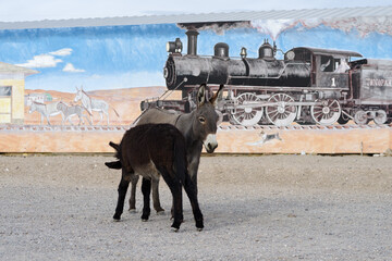 Image of a feral donkey and nursing young against a mural.